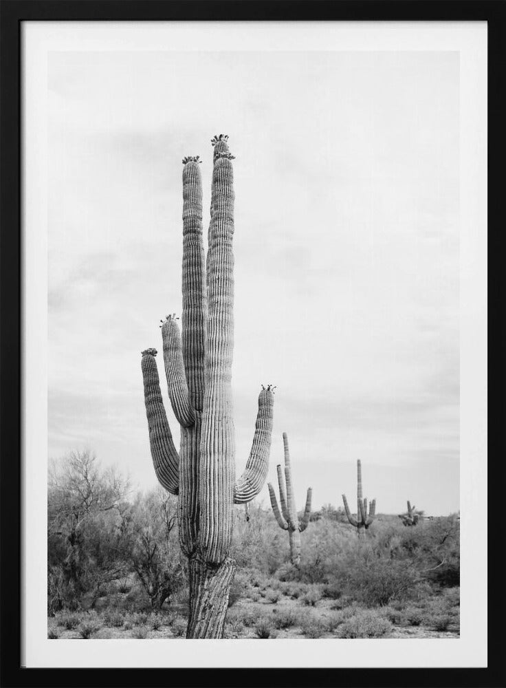 Saguaro Zwart-wit | Poster
