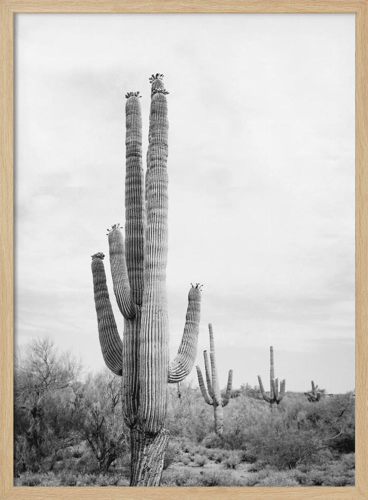 Saguaro Zwart-wit | Poster