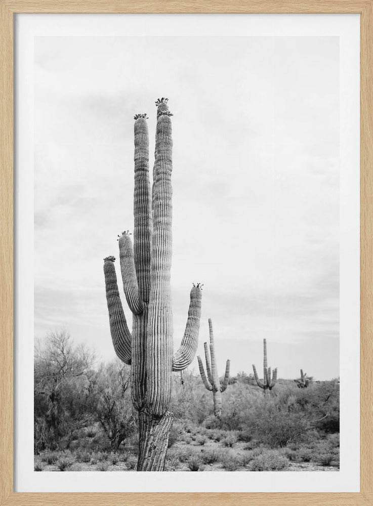 Saguaro Zwart-wit | Poster