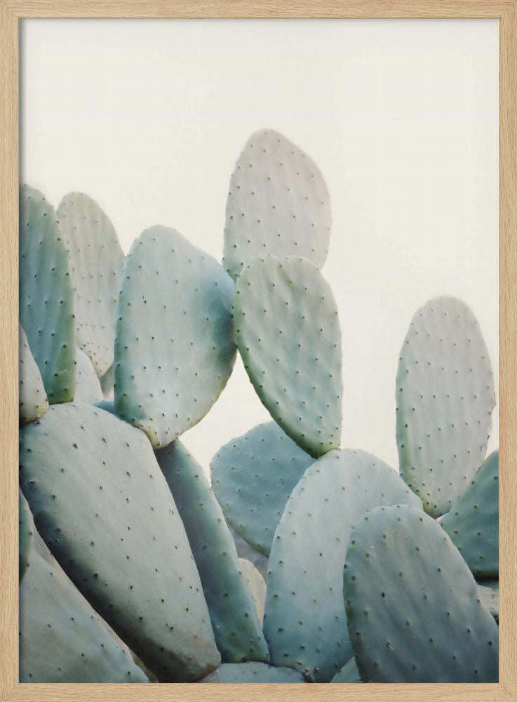 Pastel Cactussen | Poster