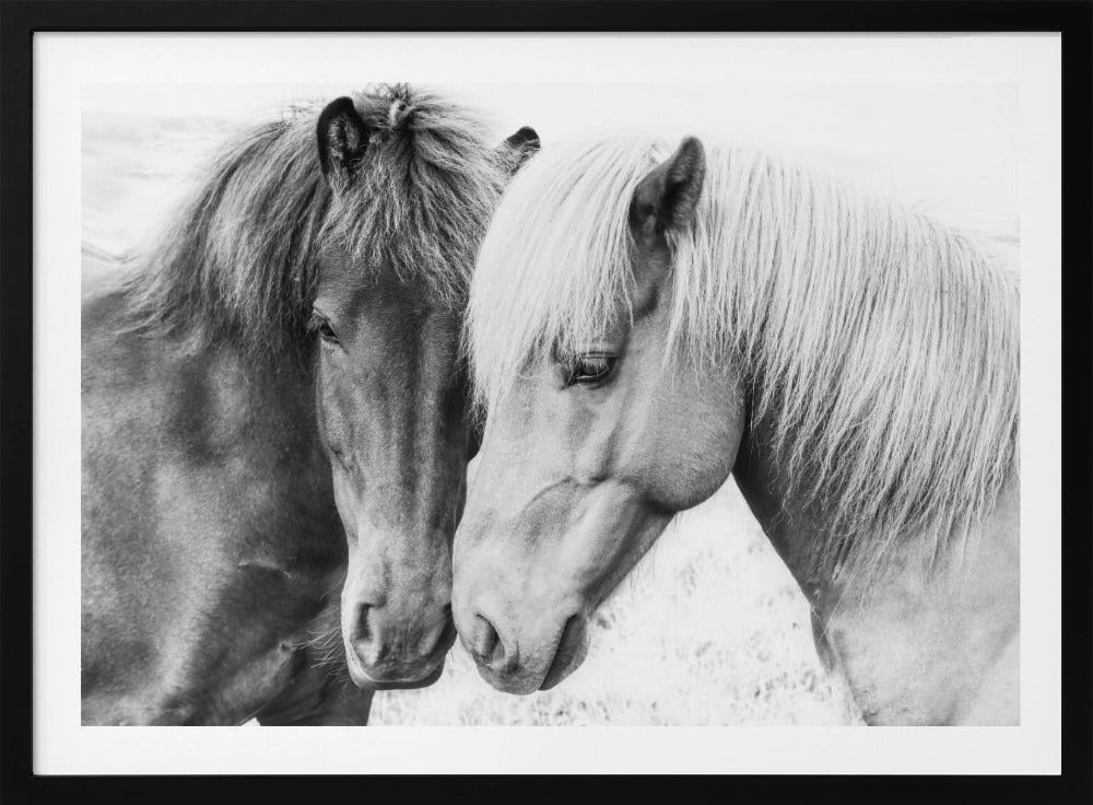 Paardenliefde | Poster