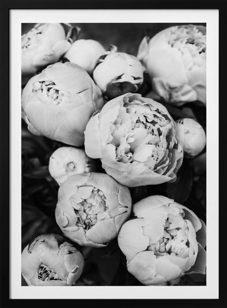 Pioenrozen | Poster