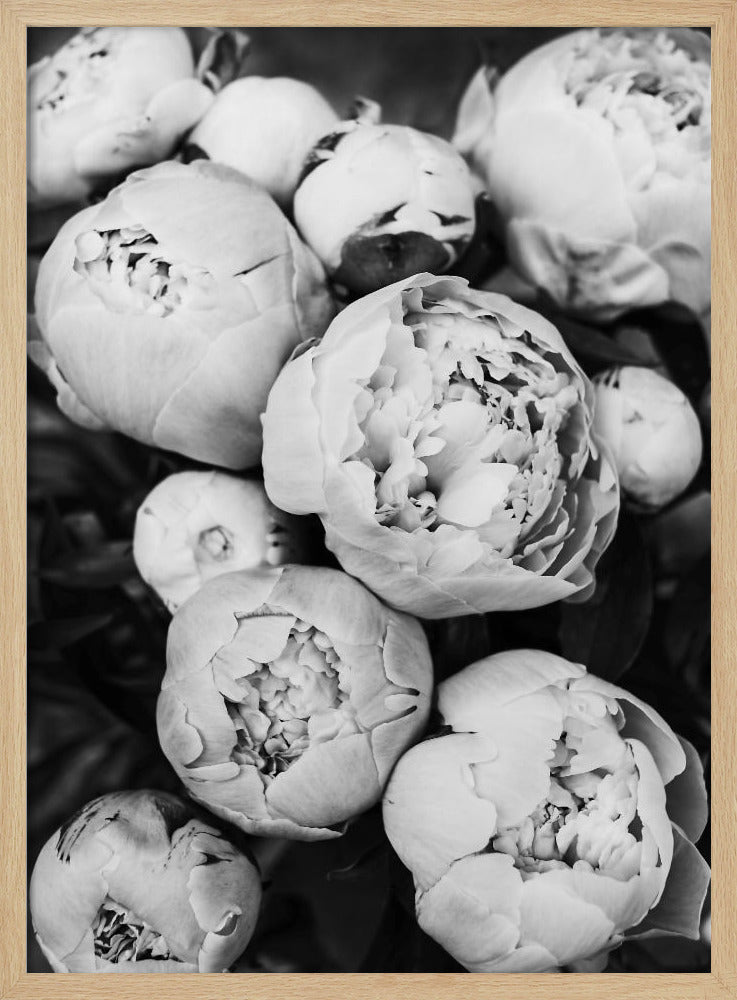 Pioenrozen | Poster