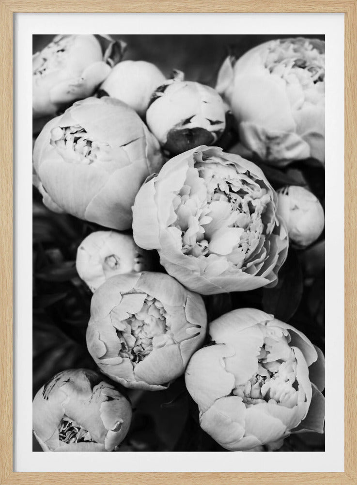 Pioenrozen | Poster