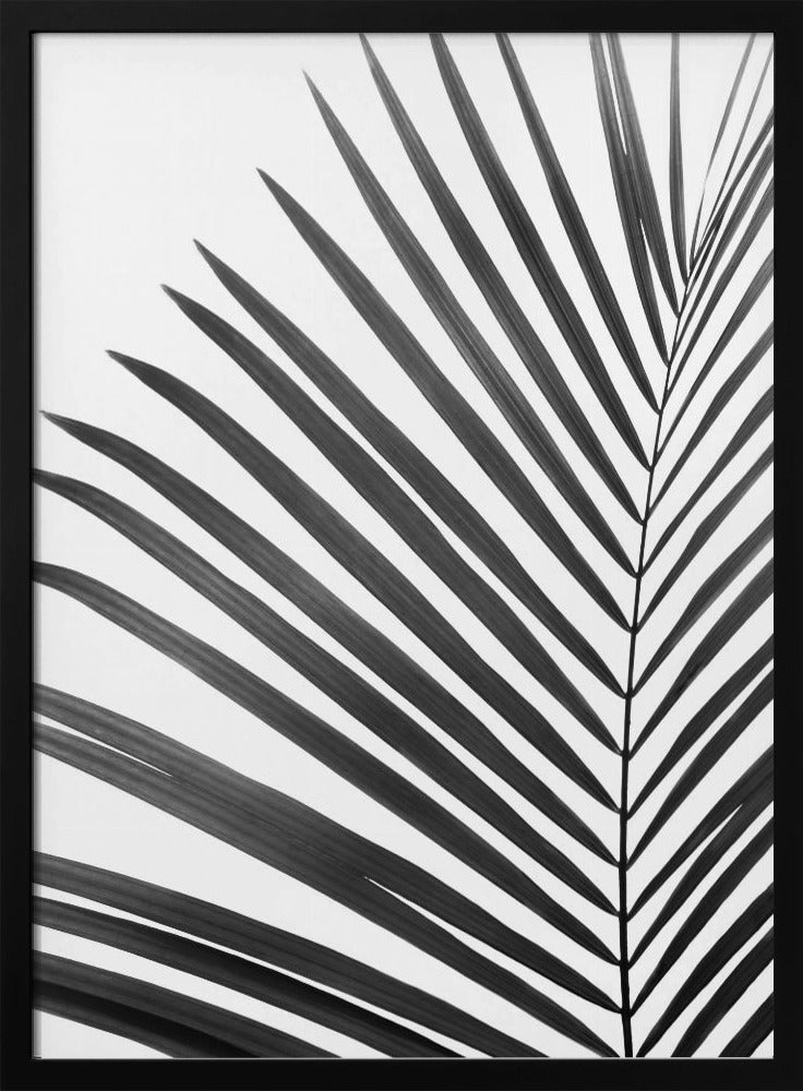 Zwart-wit palmblad | Poster