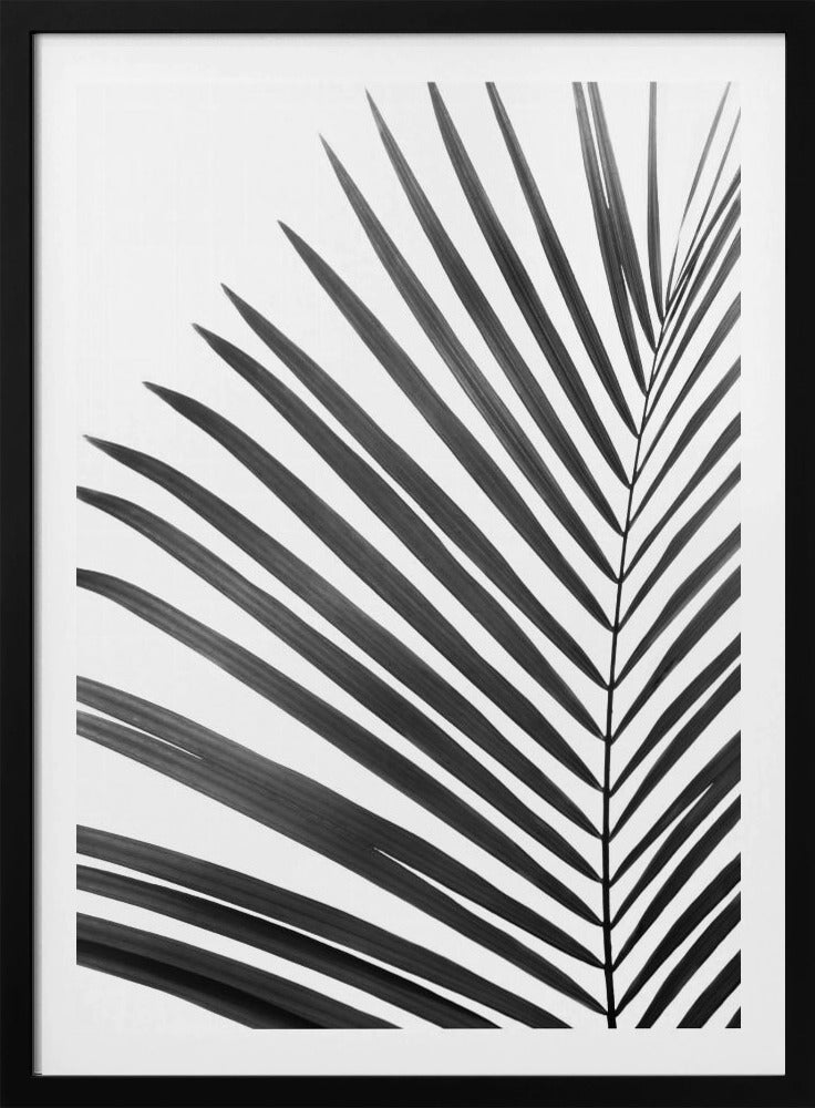 Zwart-wit palmblad | Poster