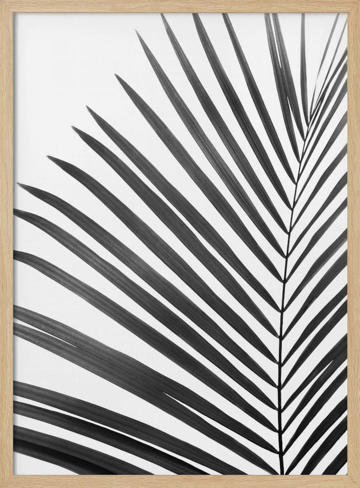 Zwart-wit palmblad | Poster