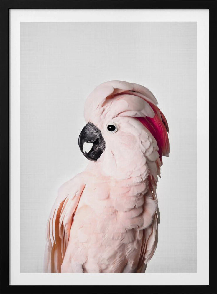 Roze Kaketoe | Poster