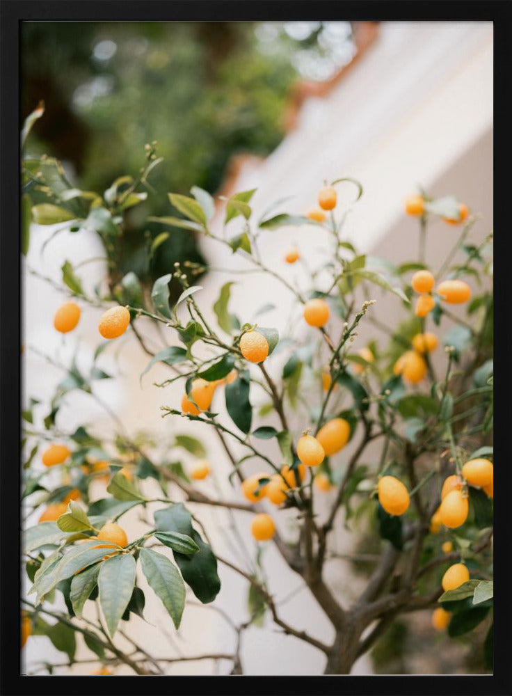 Oranje Capri | Poster