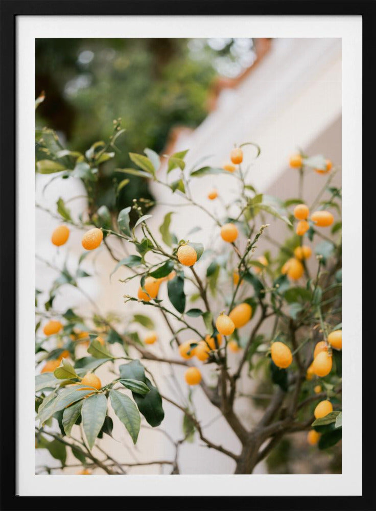 Oranje Capri | Poster