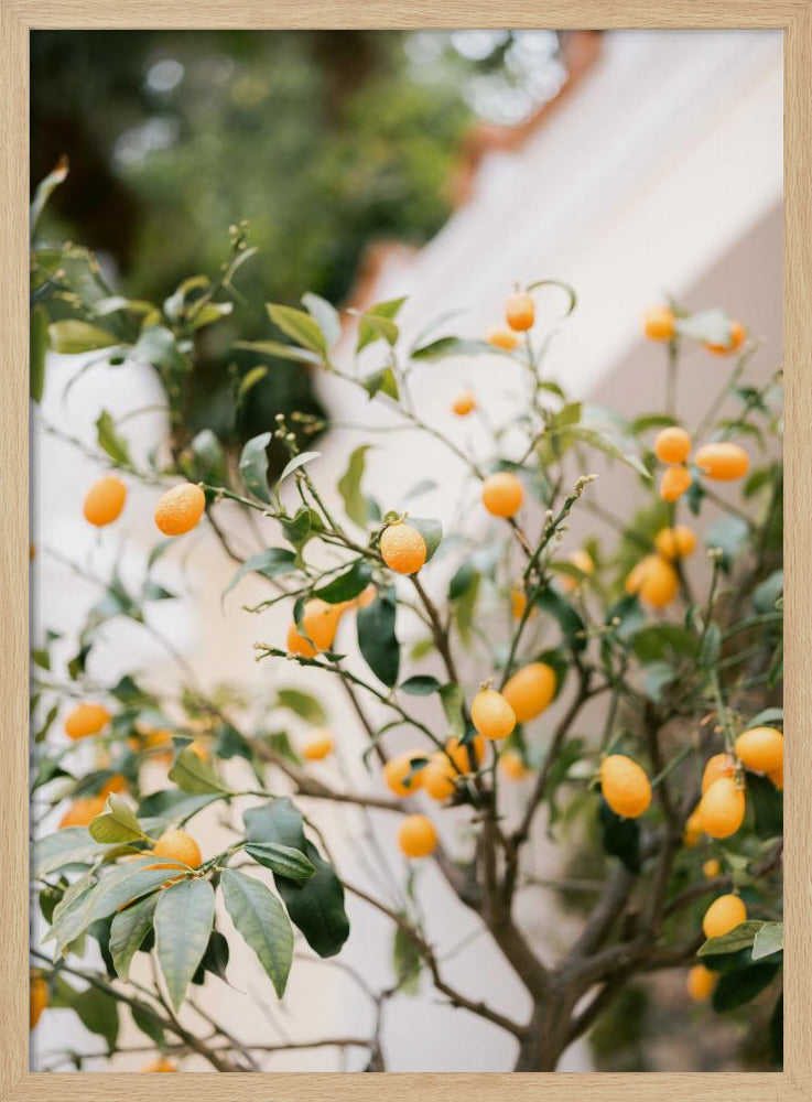 Oranje Capri | Poster