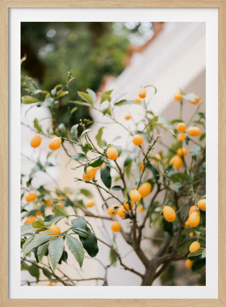 Oranje Capri | Poster