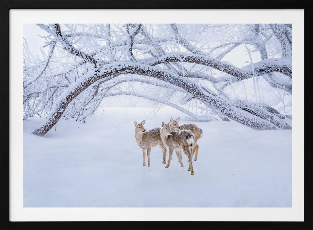 Hertenwandeling in de sneeuw | Poster
