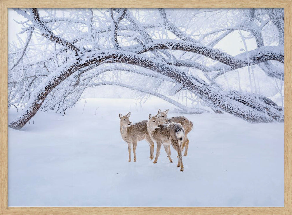 Hertenwandeling in de sneeuw | Poster