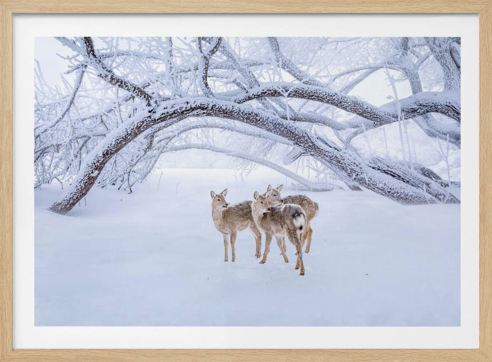 Hertenwandeling in de sneeuw | Poster