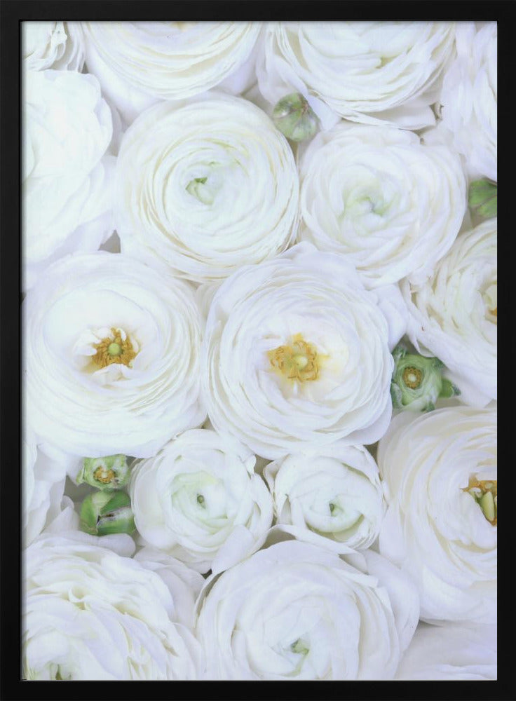 Zuiver witte ranonkel | Poster