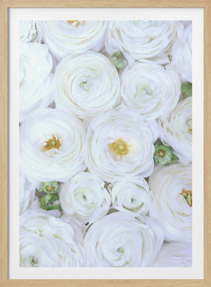 Zuiver witte ranonkel | Poster
