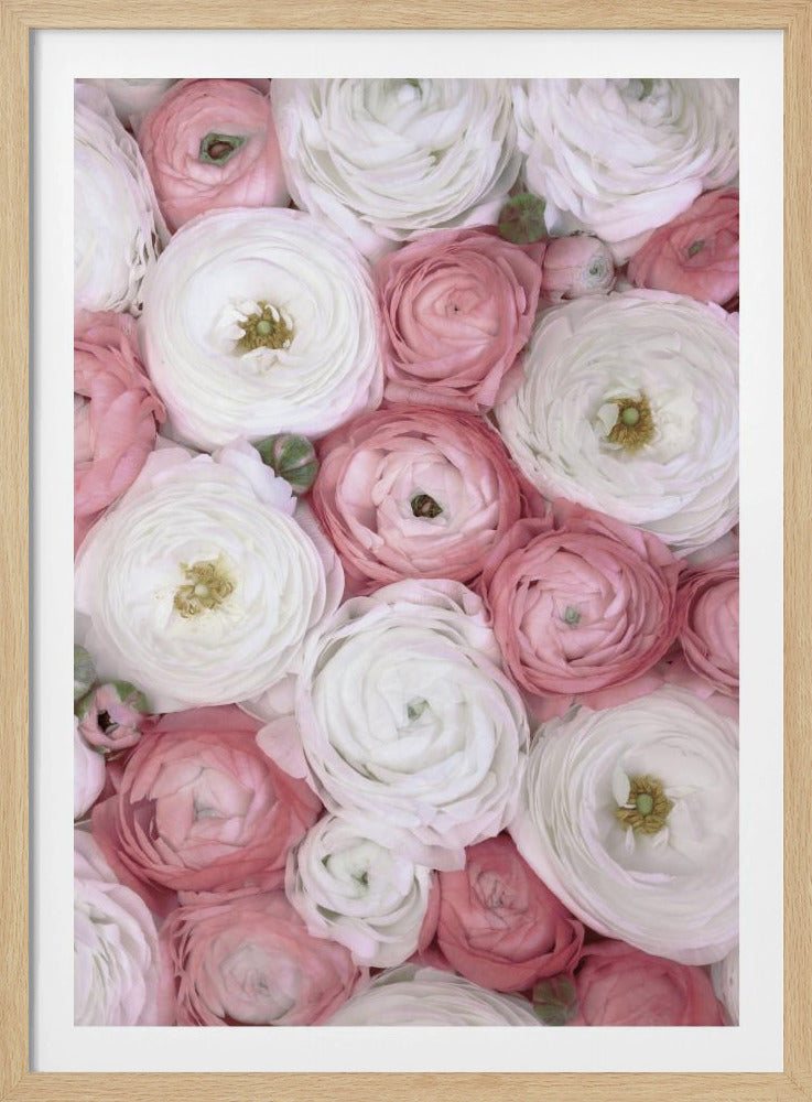 Verspreide ranonkel in gedempt roze I | Poster