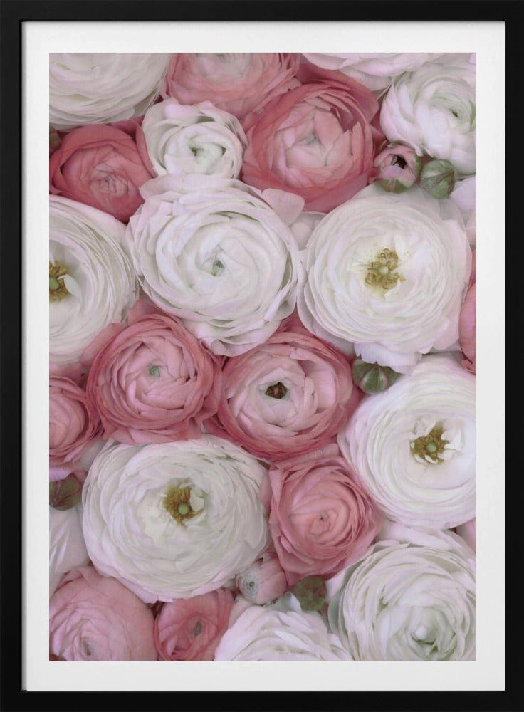 Verspreide ranonkel in gedempt roze II | Poster