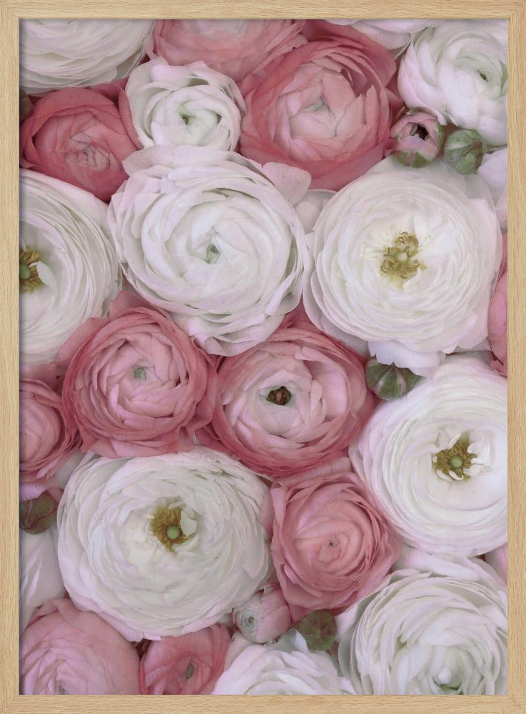 Verspreide ranonkel in gedempt roze II | Poster