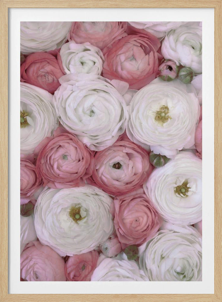 Verspreide ranonkel in gedempt roze II | Poster