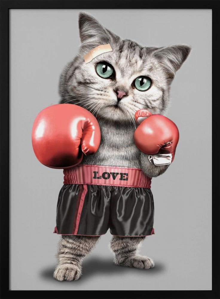 boksende kat | Poster