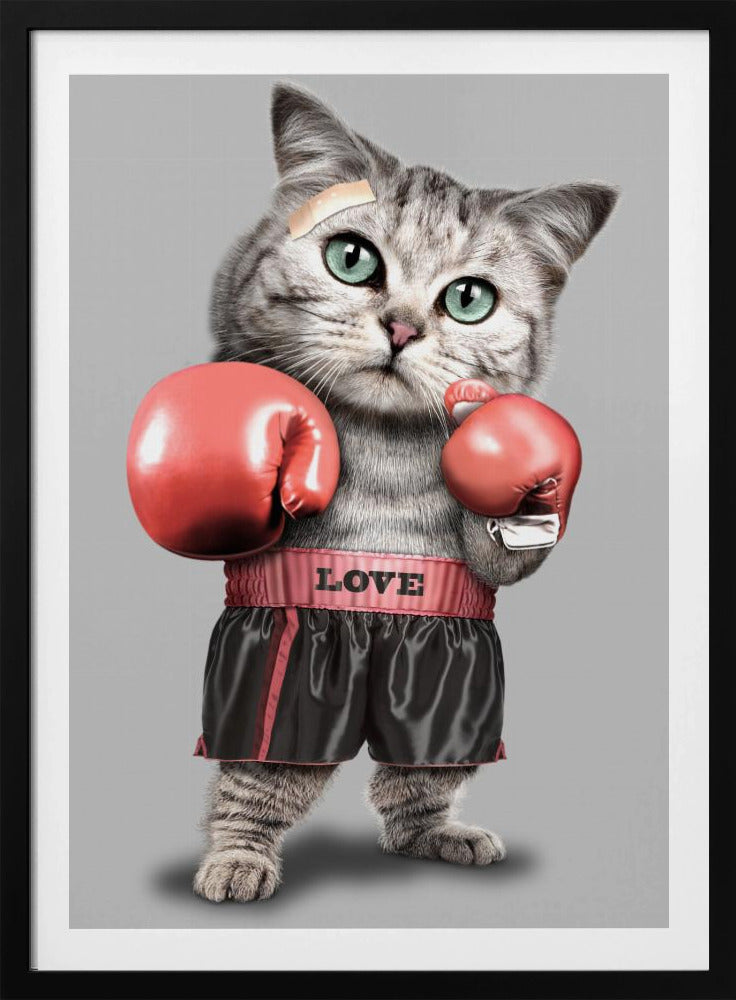 boksende kat | Poster
