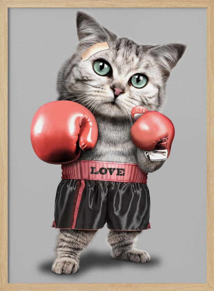 boksende kat | Poster