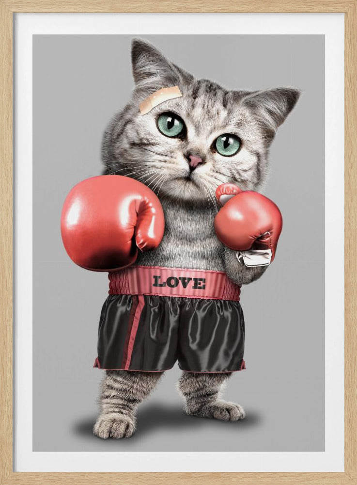 boksende kat | Poster