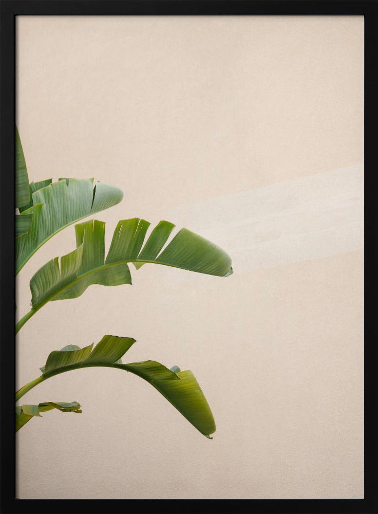 Bananenplant van Cannes | Poster
