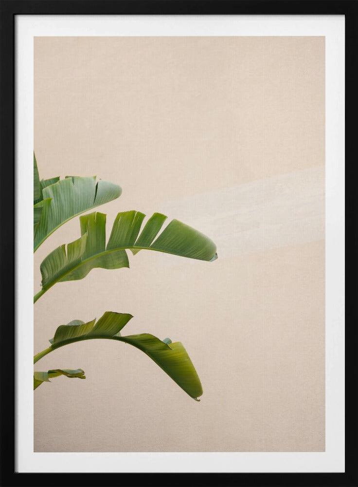 Bananenplant van Cannes | Poster