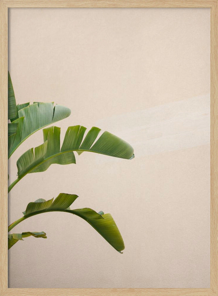 Bananenplant van Cannes | Poster