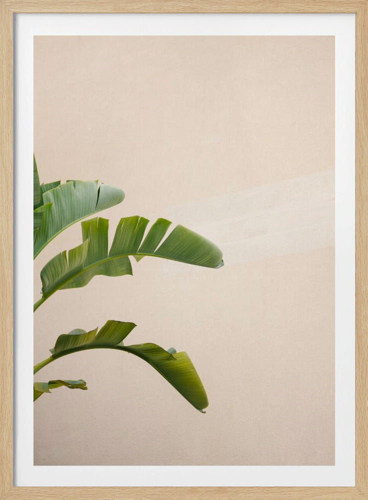Bananenplant van Cannes | Poster
