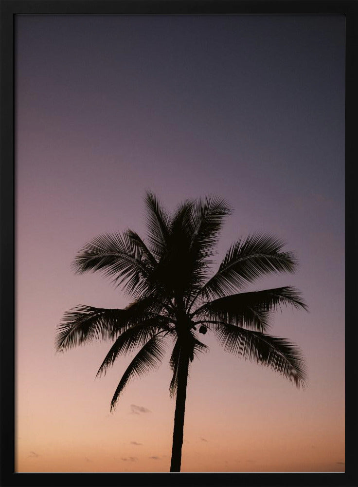 Costa Ricaanse palmboom | Poster