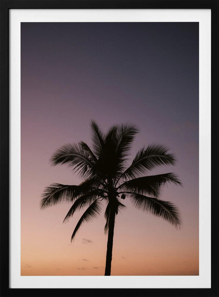 Costa Ricaanse palmboom | Poster