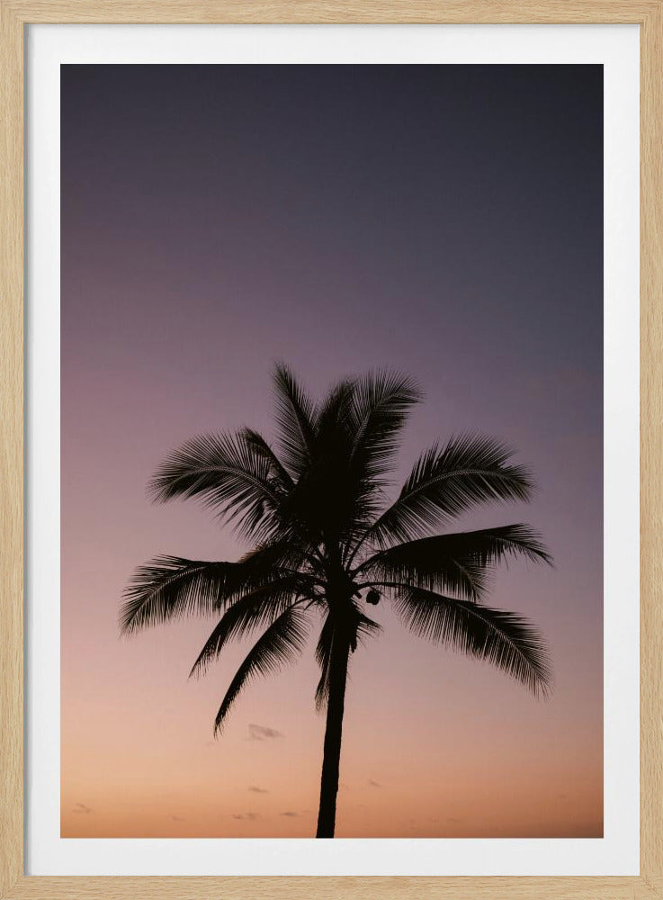 Costa Ricaanse palmboom | Poster
