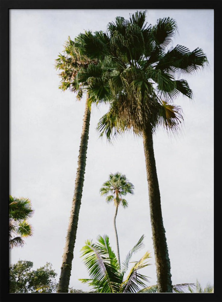 Vind mij onder de palmboom | Poster