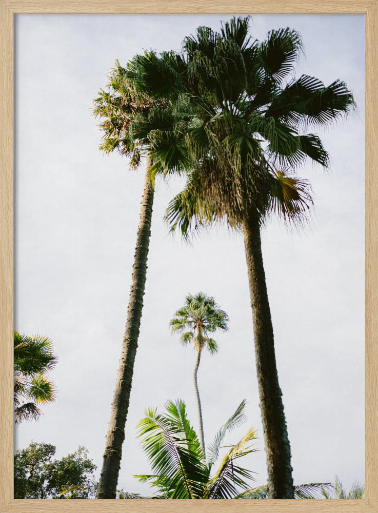 Vind mij onder de palmboom | Poster