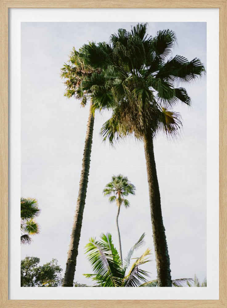 Vind mij onder de palmboom | Poster