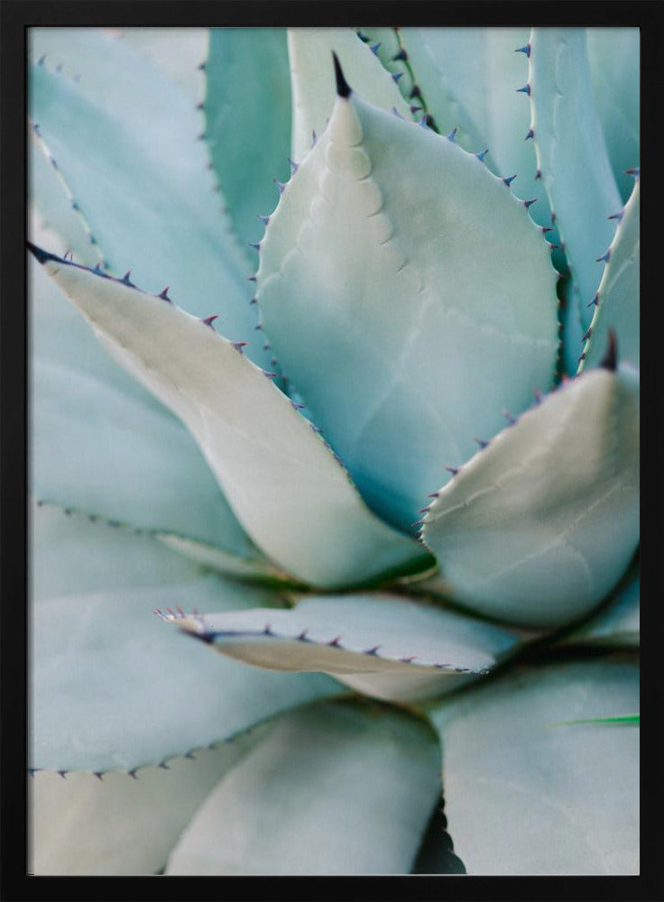 Succulent Green | Poster