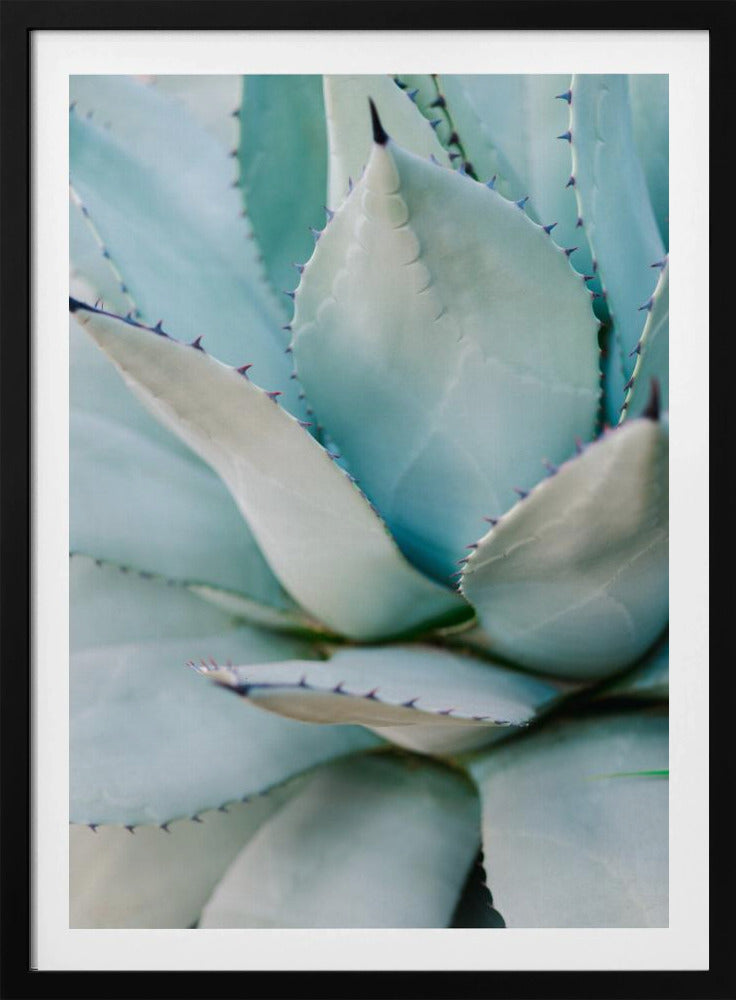 Succulent Green | Poster