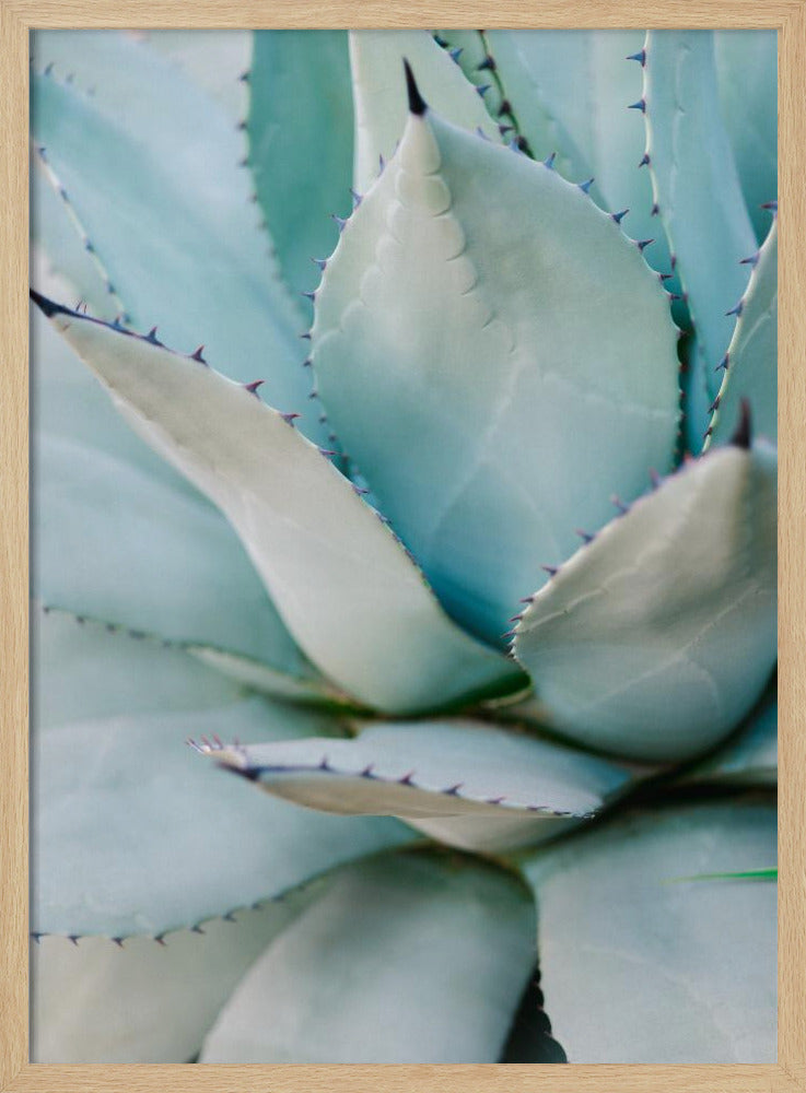 Succulent Green | Poster