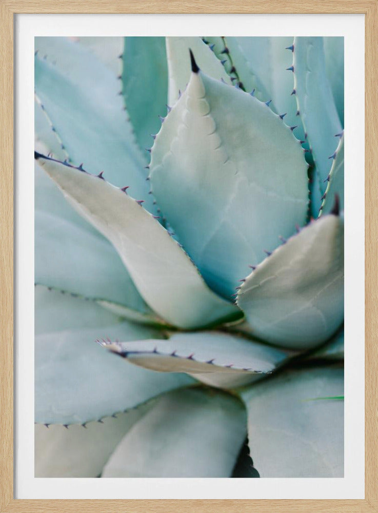 Succulent Green | Poster