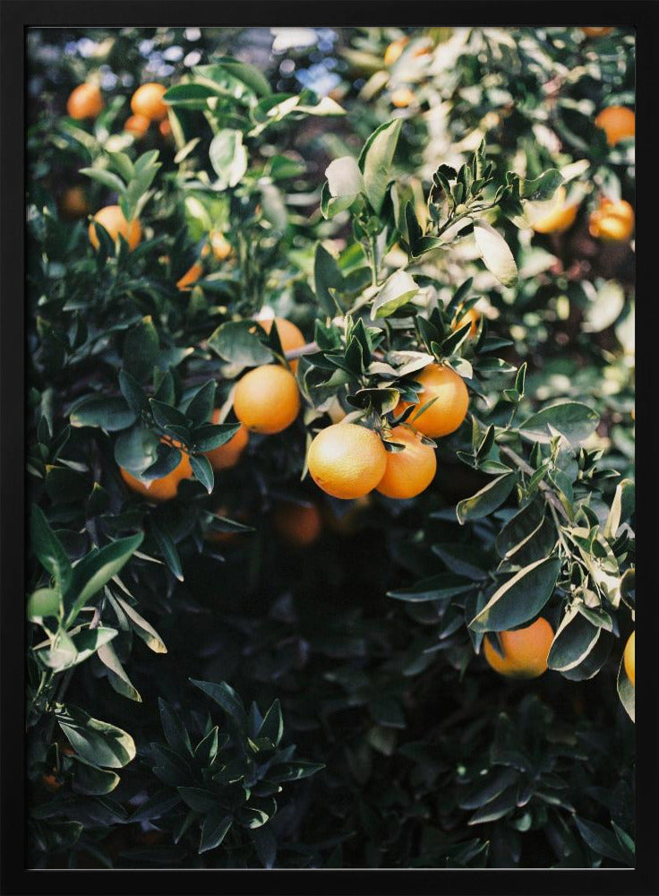 Marrakesh Sinaasappels | Poster