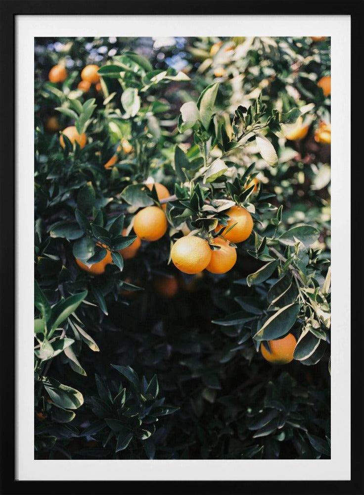 Marrakesh Sinaasappels | Poster
