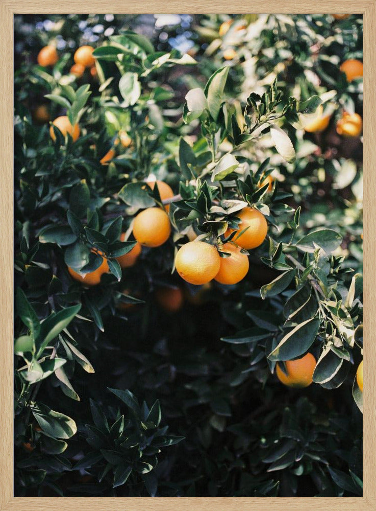 Marrakesh Sinaasappels | Poster