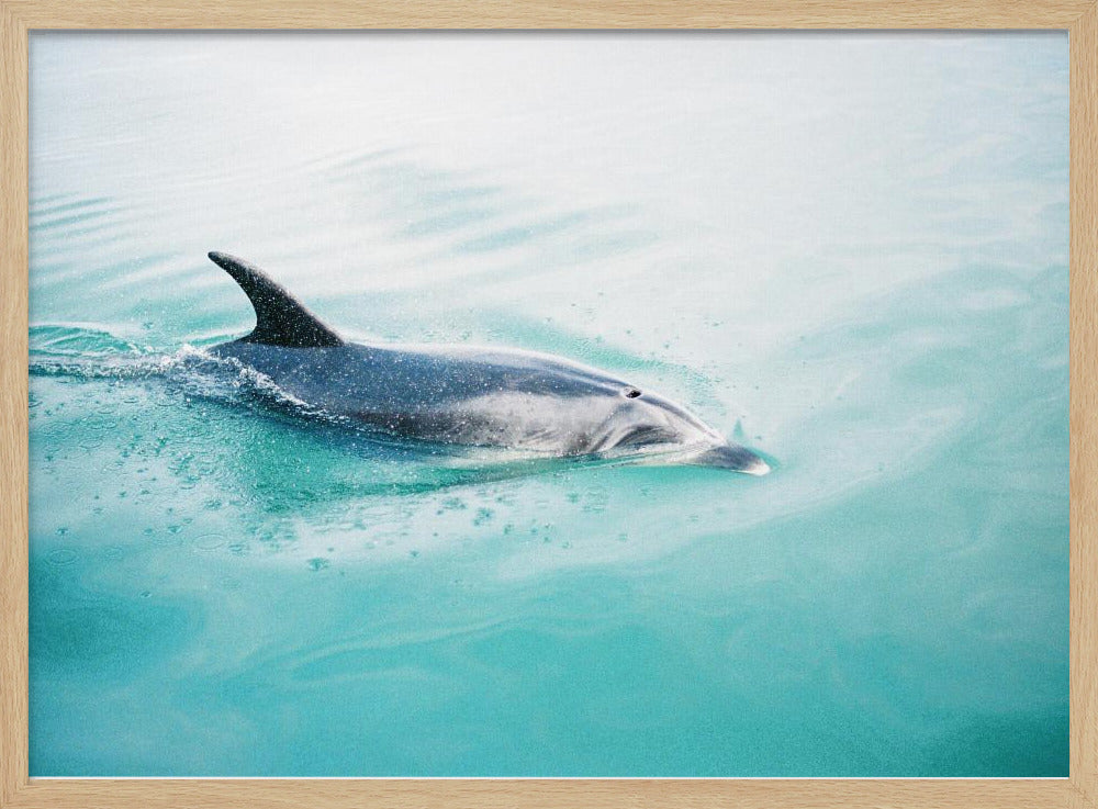 Dolfijn NZ Noord | Poster