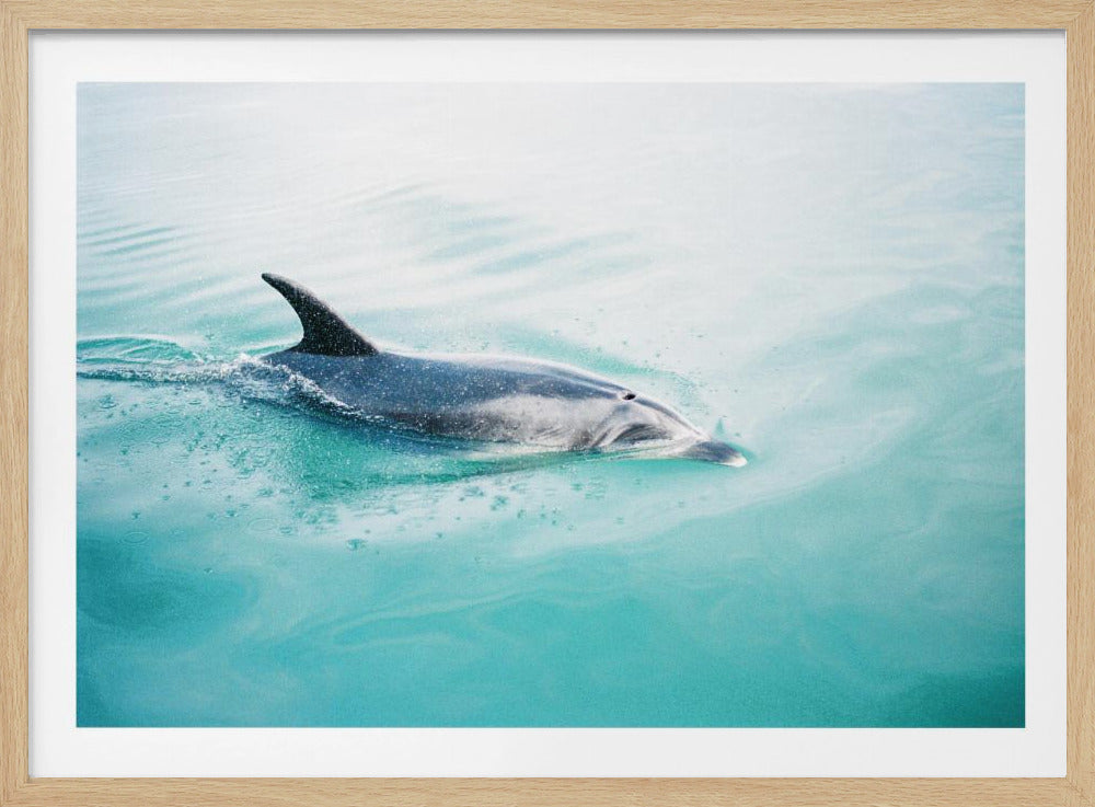 Dolfijn NZ Noord | Poster