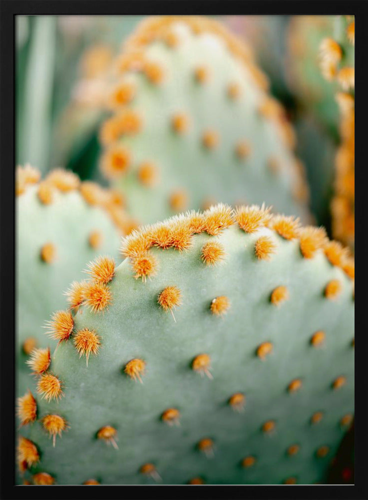 Oranje en Groen II - Botanische fotografie van Marrakech | Poster