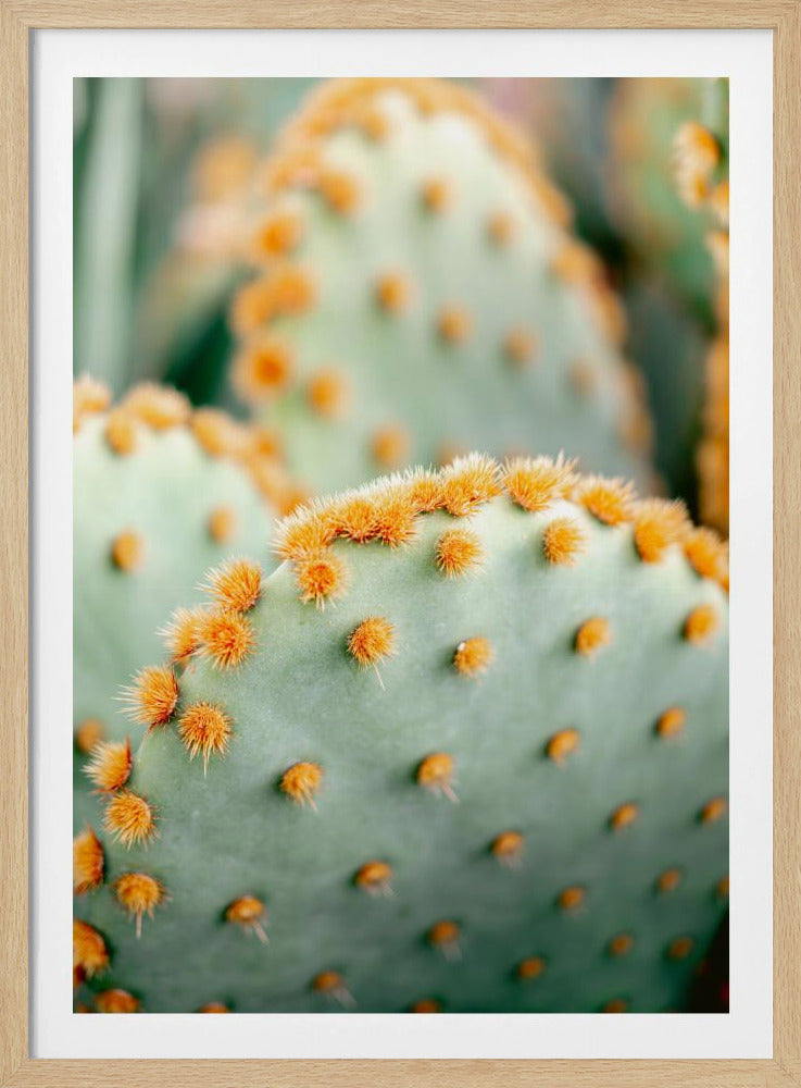Oranje en Groen II - Botanische fotografie van Marrakech | Poster